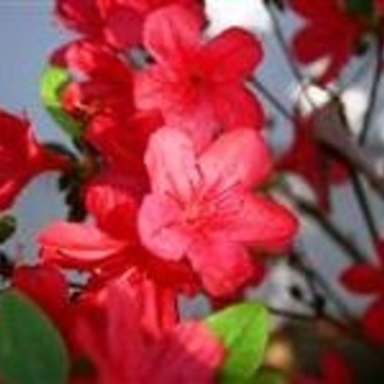 Rhododendron Kurume hybrid 'Massasoit' 