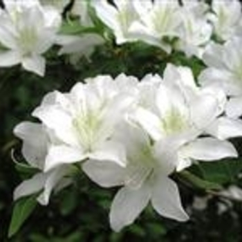 Rhododendron Glenn Dale hybrid 'Glacier' 