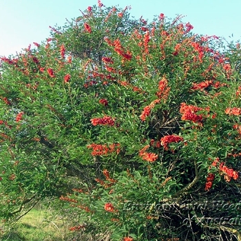 Erythrina crista-galli