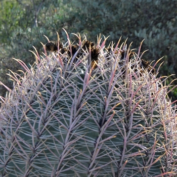 Ferocactus cylindraceus