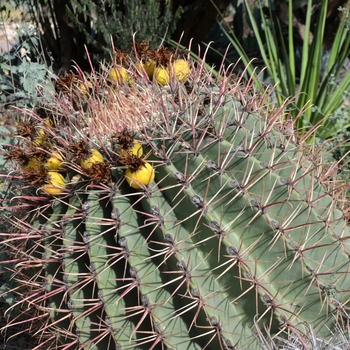 Ferocactus emoryi ssp. rectispinus 