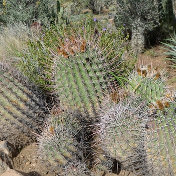 Ferocactus rectispinus