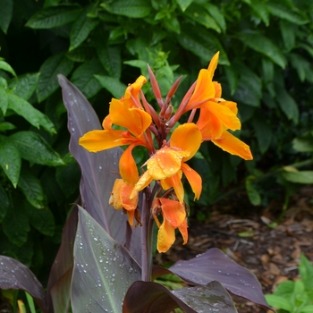 Canna x generalis 'Pacific Beauty' 