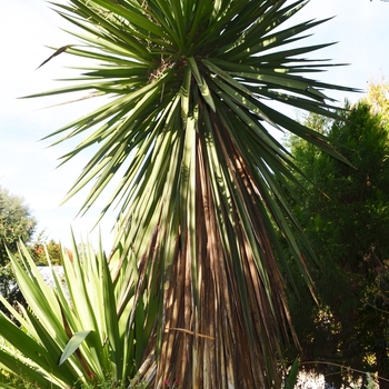 Copernicia macroglossa