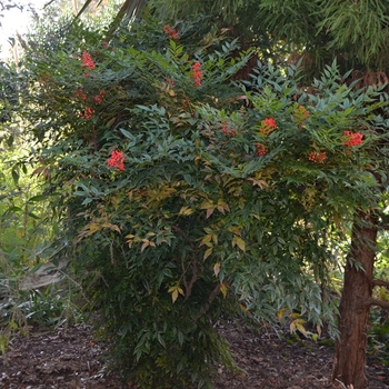 Nandina domestica 'Greray' 