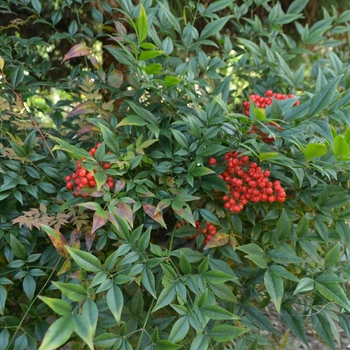 Nandina domestica 'Sunray®'