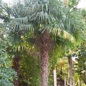 Trachycarpus fortunei 