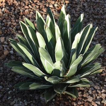 Agave victoria-reginae 