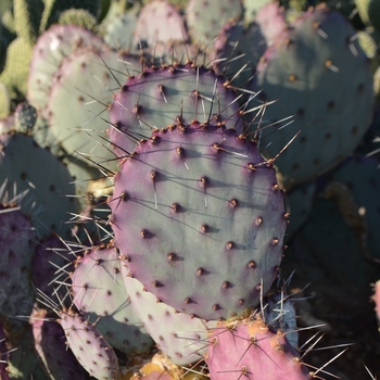 Opuntia macrocentra