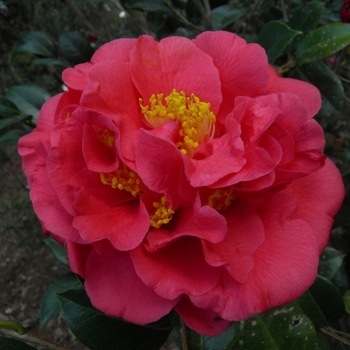 Camellia japonica 'Kramer's Supreme' 