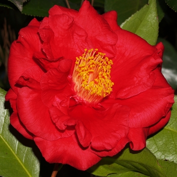 Camellia japonica 'Grand Slam' 