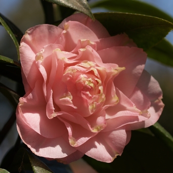 Camellia japonica 'Little Susie' 