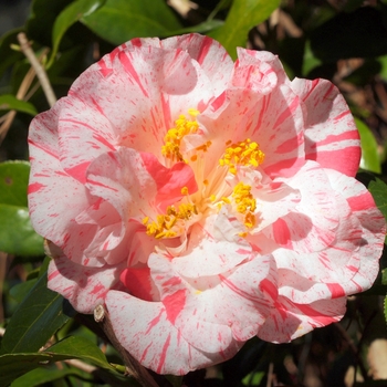 Camellia japonica 'Rebel Yell' 