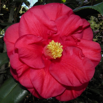 Camellia 'Donna Lynn' 
