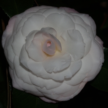 Camellia japonica 'Donnan's Dream' 