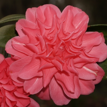 Camellia japonica 'Dusty' 