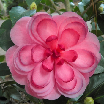 Camellia japonica 'Early Autumn' 