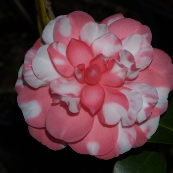 Camellia japonica 'Early Autumn Variegated' 