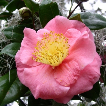 Camellia japonica 'Eclante' 