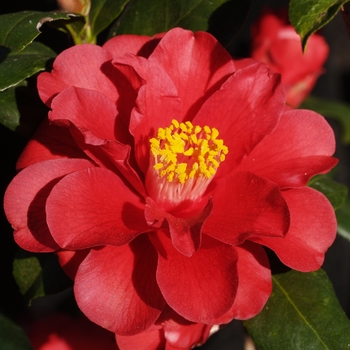 Camellia japonica 'Edna Campbell' 