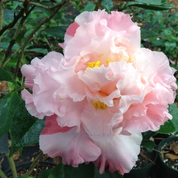 Camellia japonica 'Elaine's Betty' 