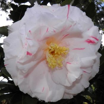 Camellia japonica 'Elizabeth Dowd Mystique' 