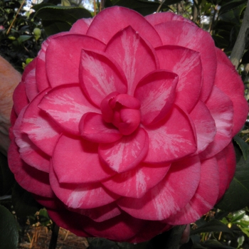 Camellia japonica 'Ellen Daniel' 