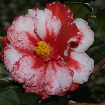 Camellia japonica 'Fire Dance Variegated' 