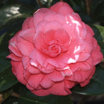 Camellia japonica 'First Lady Bettyjean' 