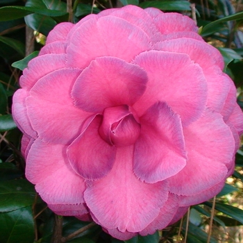 Camellia japonica 'Flowerwood' 