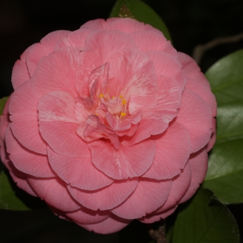 Camellia japonica 'Fran Mathis' 
