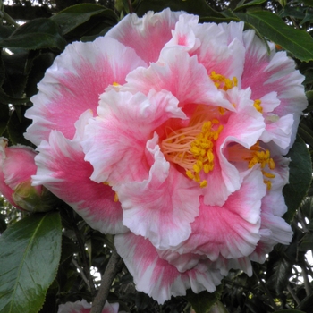 Camellia japonica 'Francis Eugene Phillips' 