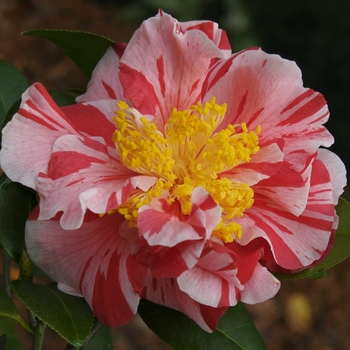 Camellia japonica 'Gay Cheiftain' 