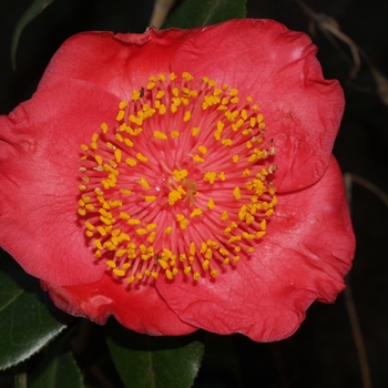 Camellia japonica 'Happy Higo' 