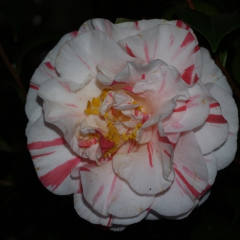 Camellia japonica 'Herbert Earl Gatch' 