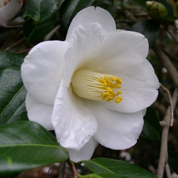 Camellia japonica 'Imura' 