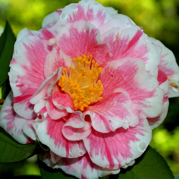 Camellia japonica 'Herme' 