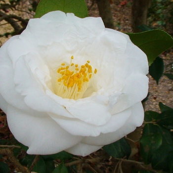 Camellia japonica 'Jenny Jones' 
