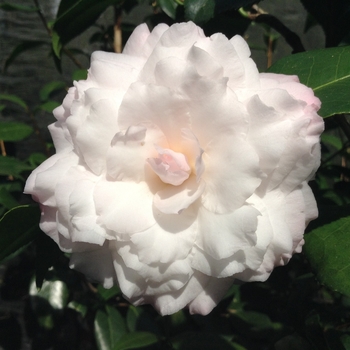 Camellia japonica 'Jerry Donnan' 