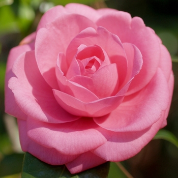 Camellia japonica 'Jerry Hill' 