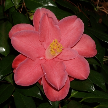Camellia japonica 'Jessie Burgess' 
