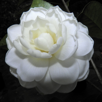 Camellia japonica 'K Sawada' 