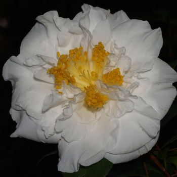 Camellia japonica 'Katie Wootton' 