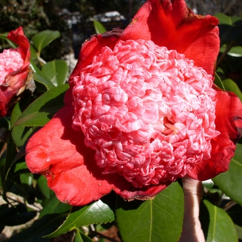 Camellia japonica 'Kumagai Nagoya' 