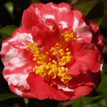 Camellia japonica 'Laura Walker Variegated' 