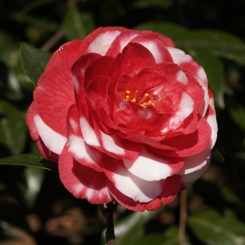 Camellia japonica 'Little Babe Variegated' 