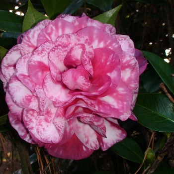 Camellia japonica 'Magic City' 