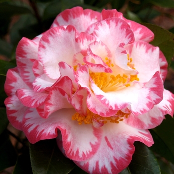 Camellia japonica 'Margaret Davis' 