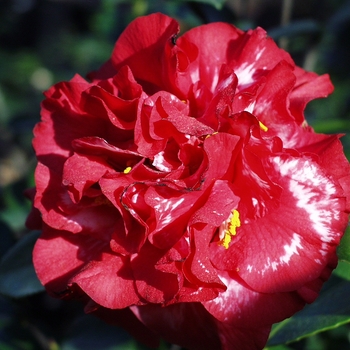 Camellia japonica 'Marvin Jernigan Variegated' 
