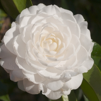Camellia japonica 'Mary Alice Cox' 